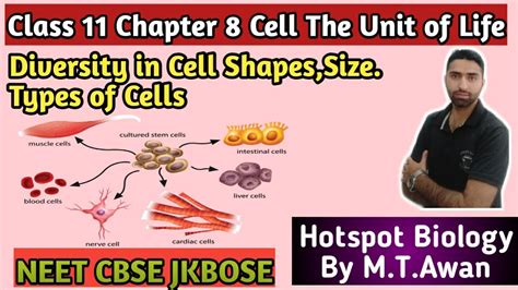 Animal cell shape and size. Lecture 3 Class 11 Biology Ch.8 Diversity in Cell Size ...