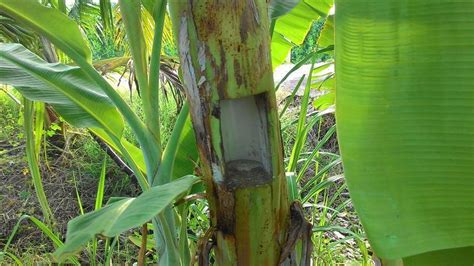 Tahap persiapan lahan penanaman bibit pohon pisang barangan. Teknik Menanam Pokok Pisang dari Petani Thailand - D Kebun