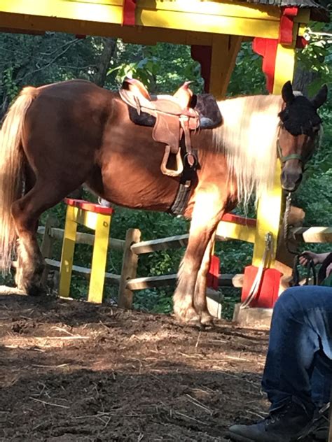 Still, any steps taken towards the protection of animal welfare should be acknowledged and applauded. Why Pony Rides Are Not Animal Cruelty: A Horse Trainer's ...