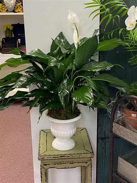 Maybe you would like to learn more about one of these? Peace Lily in Carmel, NY | Carmel Flower Shop Inc.