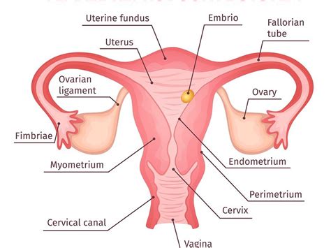 For strap width 40,0 mm dimensions (w. Study: Ovarian Cancer not Ovarian! Millions of Women Have ...