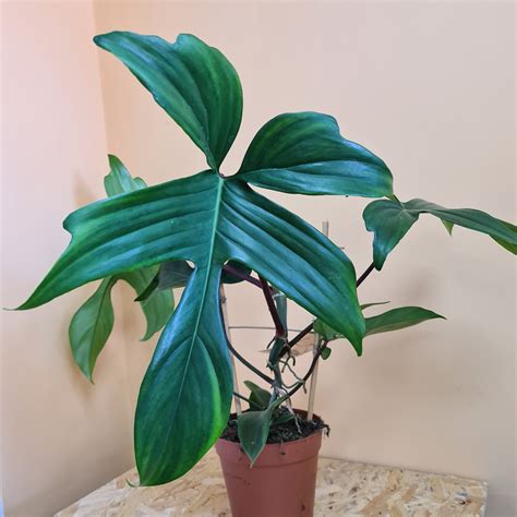 Philodendron Florida Green - Feels Like Home