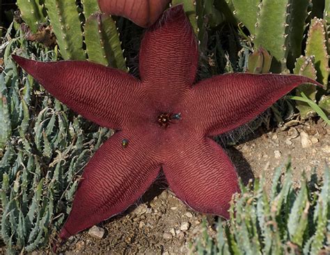Figuring out how to make a christmas cactus bloom can be tricky for some. Starfish Flower - Ten Random Facts