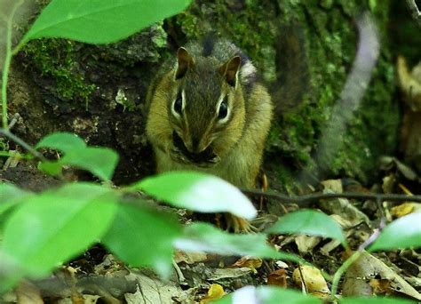 Cute chipmunk/squirrel eating nuts #shorts. chipmunk-eating-nut-wildlife_11 | Animals, Nature birds ...