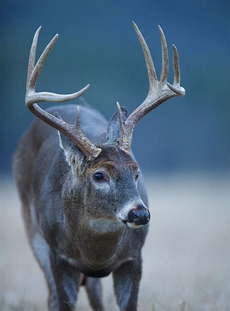 Maybe you would like to learn more about one of these? Custom Built Luxury Cabins in Pigeon Forge at The Preserve ...