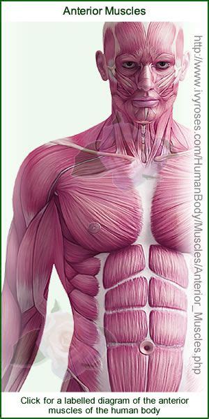 Have a product modelling and rendering project?. Anterior Muscles in Human Body Diagram | Human body diagram, Human body, Body diagram