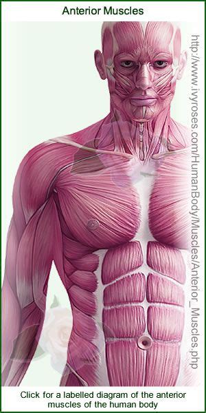 This diagram depicts anterior muscles and explains the details of anterior muscles. Anterior Muscles in Human Body Diagram | Human body diagram, Human body, Body diagram