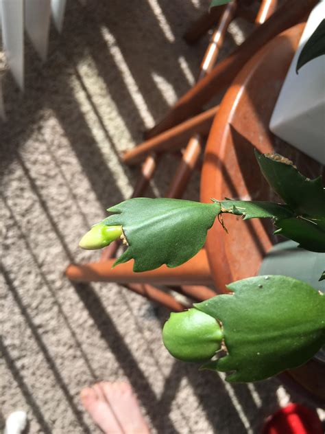 The following day, fill a pot or other container with perlite or coarse sand. My Christmas cactus is making a seed pod! : IndoorGarden