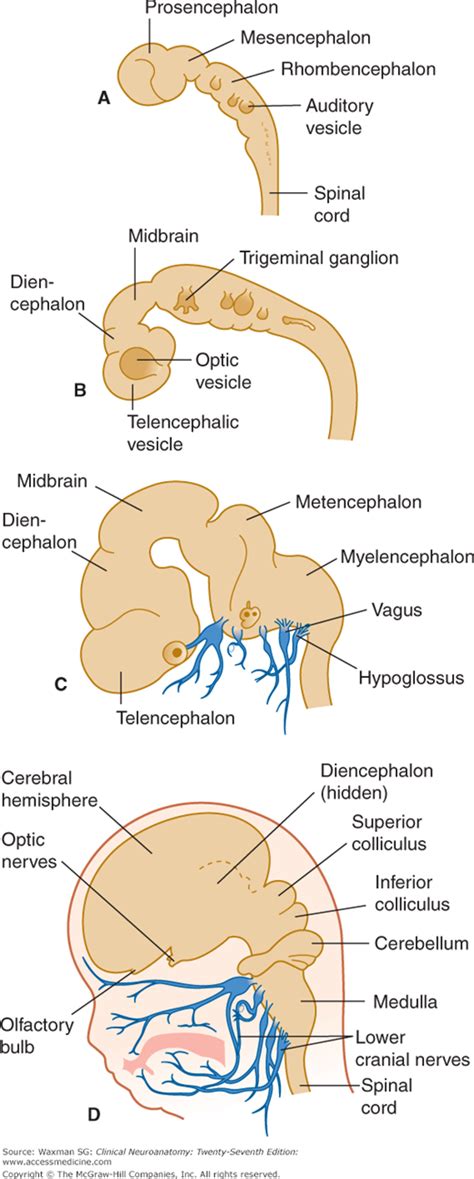 Front to back/superior to inferior). Chapter 7. The Brain Stem and Cerebellum | Clinical Neuroanatomy, 27e | AccessMedicine | McGraw ...