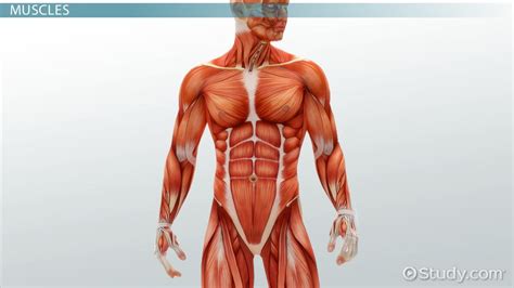 Learn vocabulary, terms and more with flashcards, games and other study tools. Medical Specialists of the Muscular System - Video & Lesson Transcript | Study.com