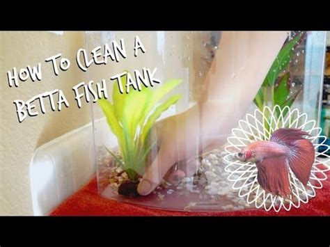HOW TO CLEAN A BETTA FISH TANK - YouTube