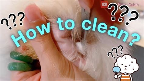 The no fear way to trim your dog's nails. How to clean my dogs ears? - YouTube