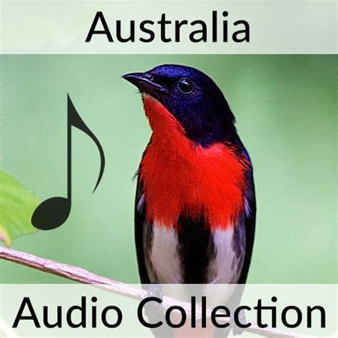 Woodpecker sounds in mp3 download for free and without registration. Woodpecker Sounds Audio