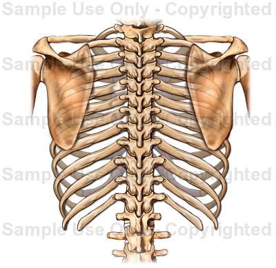 The intercostals (external, internal and innermost), subcostals, and transversus thoracis. Posterior View of Rib Cage - Medical Illustration, Human ...