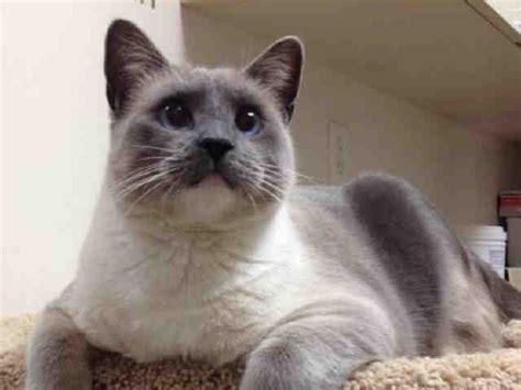 The siamese weighs six to 10 pounds and has a distinctive coat with dark points on a light background. Adopt a Cat - Siamese Cats San Diego