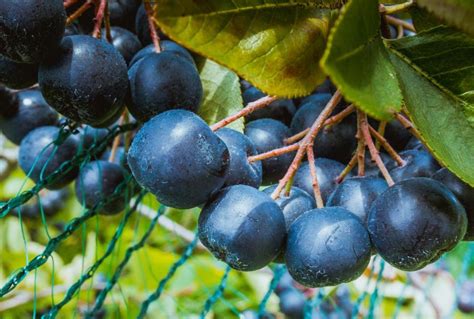 Aronia berries or chokeberries are native to eastern north america and are often found growing in swamps or damp woodlands. Get Free Stock Photos of Aronia berries Online | Download Latest Free Images and Free Illustrations