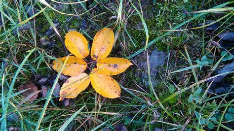 Nama bunga rumput warna kuning. Gambar : pohon, alam, rumput, menanam, lumut, hijau, musim ...