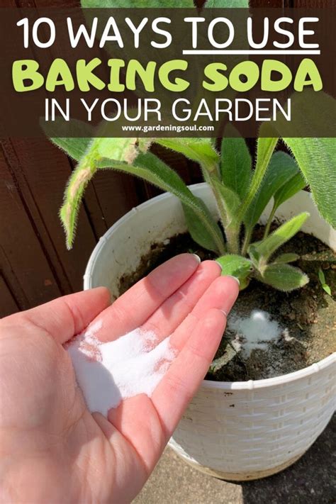 August can be a bit hectic in the garden, between harvesting, preserving, and planting my fall garden. 10 Ways to Use Baking Soda in Your Garden | Plants, Ants ...