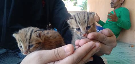 Istilah kucing hutan merupakan bentuk umum meliputi seluruh kucing liar berukuran kecil hingga besar dan tidak mencakup kucing gurun atau padang rumput, serta tidak mencakup kucing rumah. 3 Anak Kucing Hutan Ditemukan Warga saat Panen Padi ...