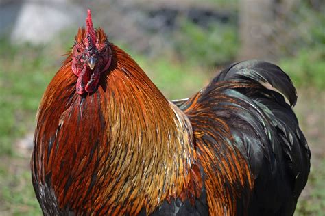 Big titties, big round booty, and a big black cock. Pekin chicken - Wikipedia