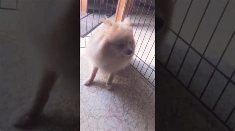 Find the newest pomeranian puppy sneezing meme. Reverse sneezing puppy pomeranian (help!) - YouTube
