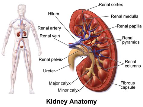 Located superior to the abdominal region, the thoracic cavity is enclosed by the rib cage. Seahawks Jesse Williams To Undergo Surgery for Kidney Cancer - Celebrity Diagnosis