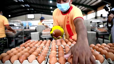 The company's latest financial report indicates a net sales revenue drop of 19.48% in 2019. Covid-19: Sektor penternakan telur ayam terjejas ...