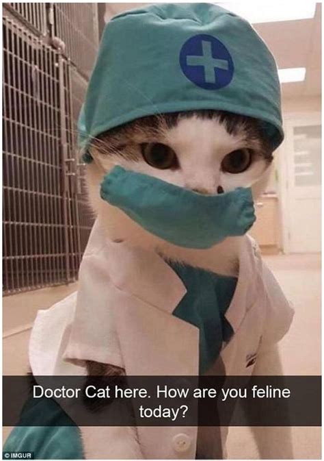 20 Hilarious Snapchat Stories That Show The Tricky Side Of Cats - FunnyFoto