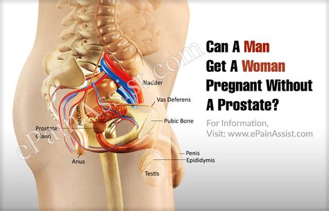 Yet the potential anatomical is essentially impossible. Can A Man Get A Woman Pregnant Without A Prostate?