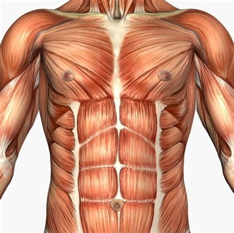 The two sides connect at the sternum, or breastbone. Músculos del Tórax: Anatomía, funciones, origen e ...
