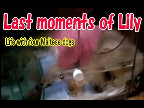 Symptoms of lung cancer in dogs. Dog of lung cancer,Last moments of Lily リリーの最期 - YouTube