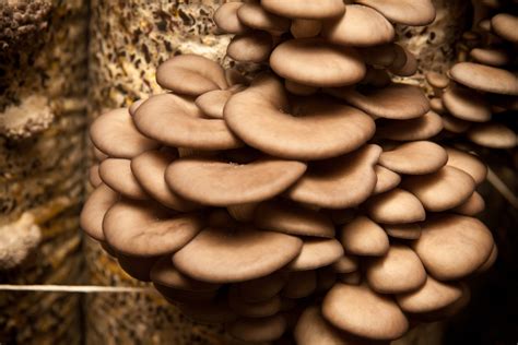 Winter Mushroom Foraging | Southeast AgNET