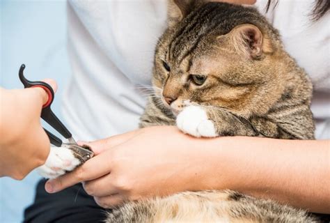 Tagliare le unghie al gatto: Quando e come tagliare le unghie al tuo gatto