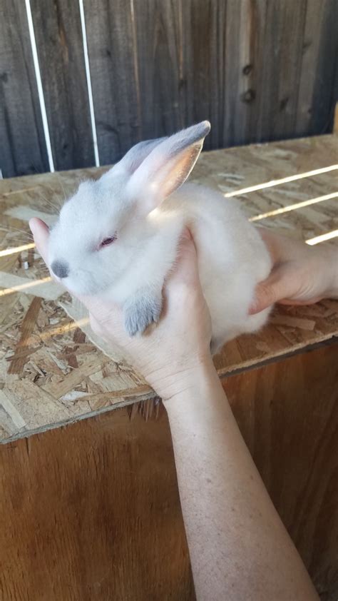 New zealand red rabbits is a rabbit breed, which despite the name, is american in origin. New Zealand rabbit Rabbits For Sale | Tucson, AZ #317044