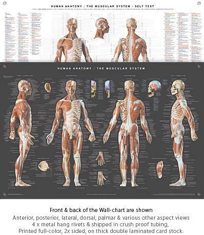 They can be used to illustrate an entire system or a specific body part or condition. Anatomy Tools Anatomical Wall Chart - The Compleat Sculptor - The Compleat Sculptor
