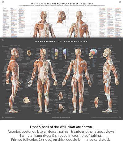 Male musculature anatomy chart | human anatomy chart. Anatomy Tools Anatomical Wall Chart - The Compleat Sculptor - The Compleat Sculptor