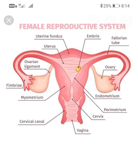 People get confused because jack is a. (a) Draw a sectional view of human female reproductive ...