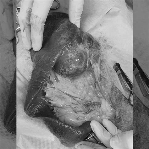 Dogs who undergo surgery to remove lumps and tumors. Spleen Tumour in Dogs, Splenic Mass Treatment in Brisbane