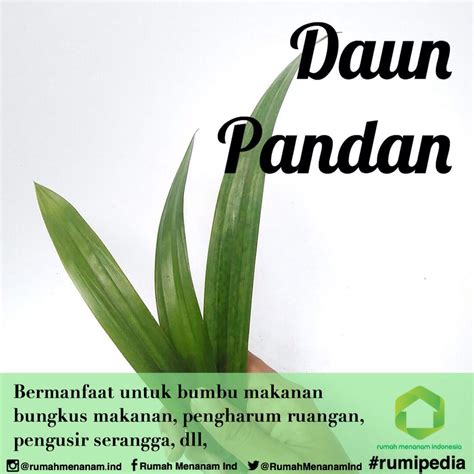 Berikut adalah beberapa alasan ruangan dalam atau indoor perlu diberikan tanaman hias serta rekomendasi tanaman hias yang bagus untuk beberapa ruangan seperti di dalam rumah, kamar tidur, kamar mandi ataupun kantor Daun pandan | Menanam, Pengharum ruangan, Daun