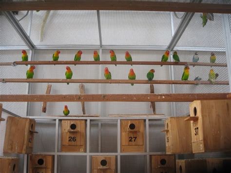 Maybe you would like to learn more about one of these? Kandang Lovebird Yang Baik dan Benar Untuk Umbaran, Ternak ...