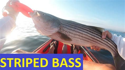 Striped bass are voracious feeders. How to Catch Striped Bass on a Kayak! Kayak Fishing ...