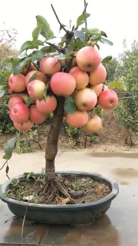 In fact, the term bonsai literally means planted in a container in japanese. Pin oleh Kusuma Nugraha di Buah di 2020 | Taman buah, Ide ...