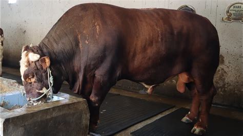 Kandang sapi mas ridho halo sahabat peternak sapi di manapun berada. Kandang Sapi Limosin Grup Bondowoso milik Mas Haji Verdy ...