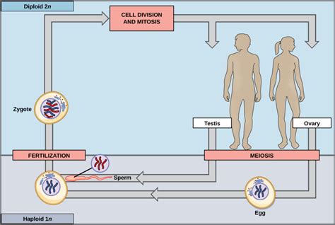 Both animal and plant reproduction (during the alternation of generations in plants) involve mitosis (a type of cell division that maintains the ploidy of a cell; Sexual Reproduction | BIO 101