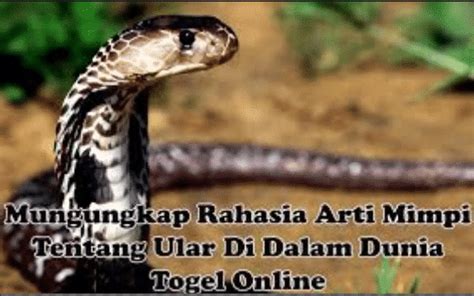 Tetapi kronologi dalam mimpi ini membuat tafsir mimpinya berbeda sekali tergantung siapa yang memimpikannya. Arti Mimpi di Gigit Ular Togel - Situs Judi Bola Online ...