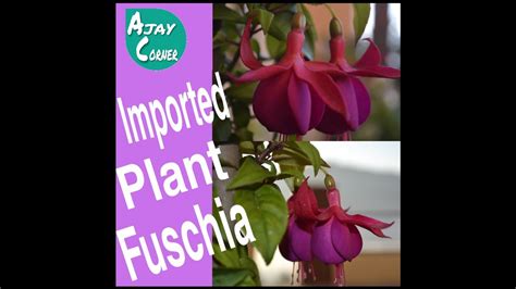 Fuchsien können insgesamt ein wenig temperamentvoll sein. Imported plant Fuchsia care and Flowers Beauty Information ...