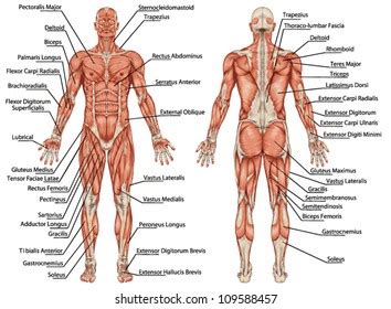 Learn vocabulary, terms and more with flashcards, games and other study tools. Muscle Anatomy Images, Stock Photos & Vectors | Shutterstock