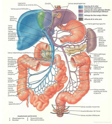 Old vintage chart of internal human anatomy. the human miracle: June 2011