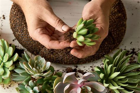 In case you've missed out, here are boulder tire is your number one source for tires in boulder, co, and surrounding areas. How to Make a Succulent Wreath With Real, Living Plants ...