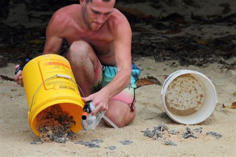 On arrival, visit turtle hatchery/leisure and waiting for green turtle. Where To Watch Turtles Hatch in Malaysia
